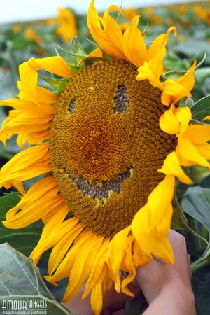 Sexpot finds a spacious sunflower field and strips naked under the sun
