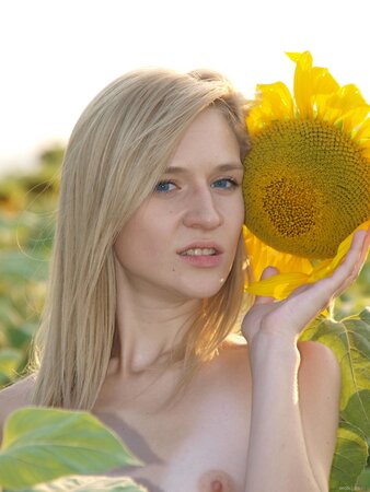 Attractive beauty not shy to undress while relaxing in the field of sunflowers
